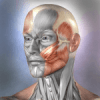 Muscle and Bone Anatomy 3D icon