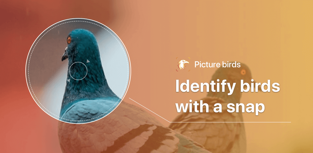 Picture Bird – Bird Identifier Mod 2.9.25 APK feature