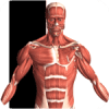 Visual Anatomy 2 Mod 4.0 b44 APK for Android Icon
